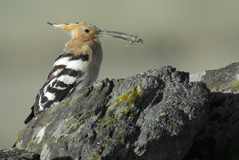 Upupa in Digiscoping